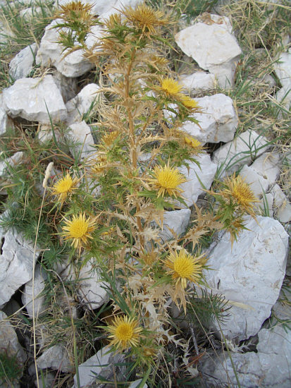 Gelbe_Distel.jpg