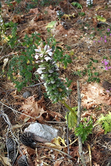 DSC06939-1.jpg
