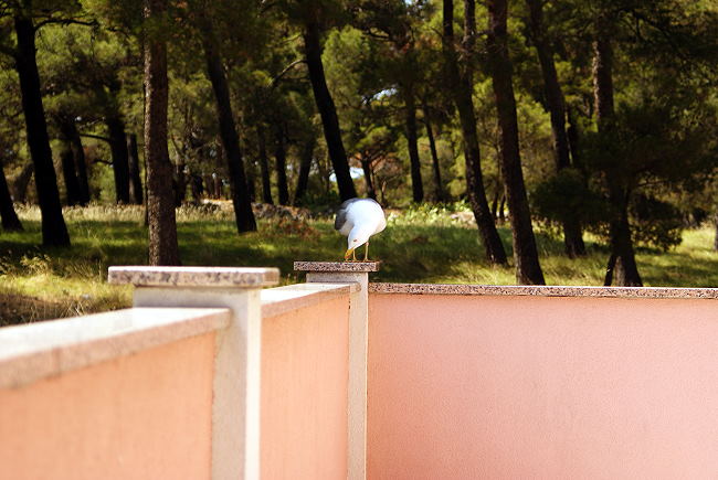 DSC07820-2.jpg