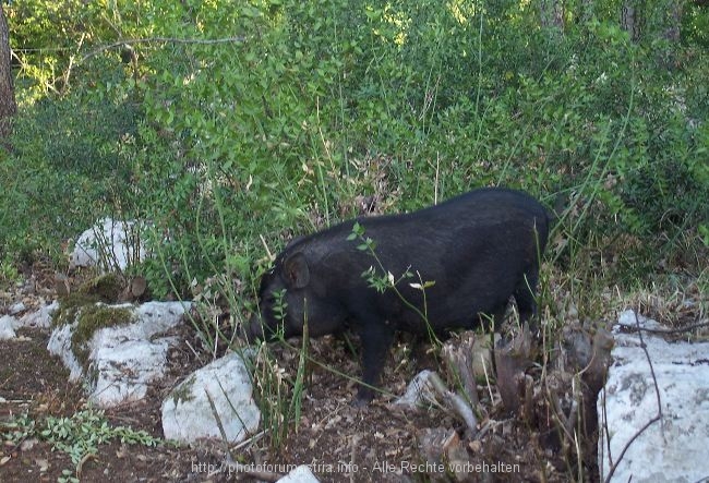 Dino-Park__Streichelzoo__Hngebauchschwein.jpg