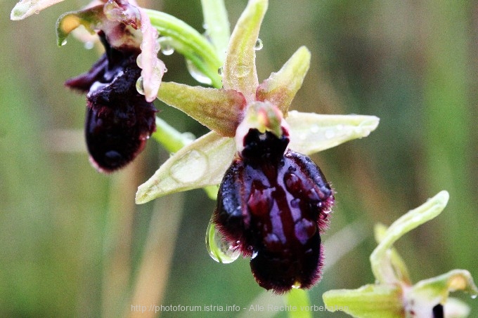 S_78.4.08_Orchideen2_Nevio_059rr.jpg