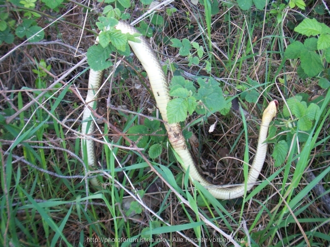 100_4230mittel.jpg