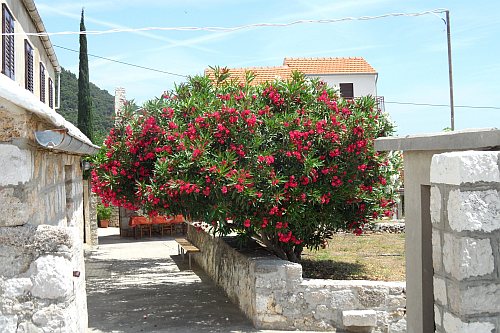 179_Wanderung_Vidova_Gora_Oleander.jpg