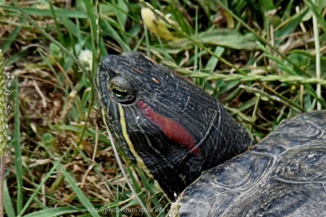 P1090945a.jpg