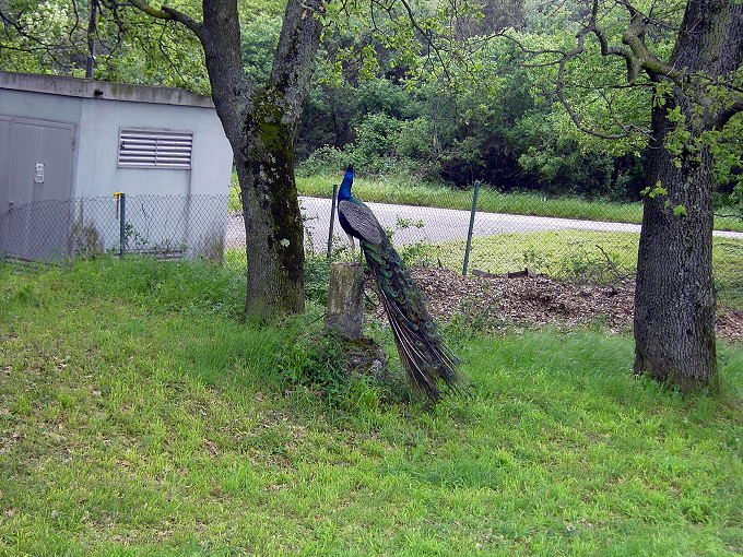 PICT0919-1.jpg