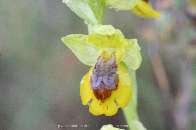 5_FG_8.4.08_Orchideen2_Nevio_030.jpg
