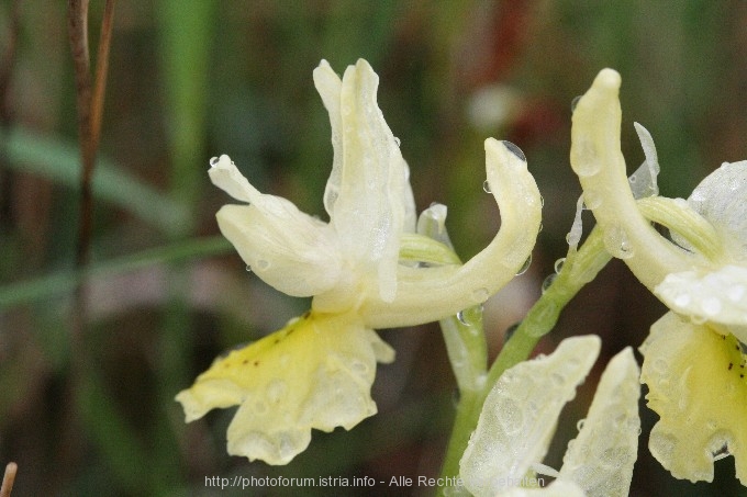 5__8.4.08_Orchideen2_Nevio_073.jpg