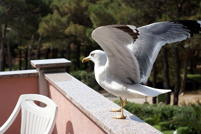 DSC07803-1.jpg