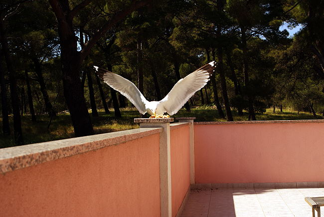 DSC07847-2.jpg