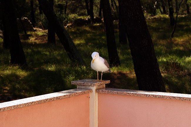 DSC07814-2.jpg