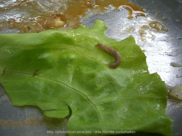 schnecke.jpg