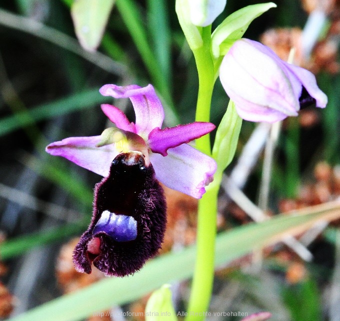 10_F_117r.jpg