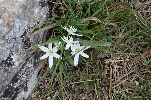 108_Wanderung_Vidova_Gora_Weie_Blume.jpg