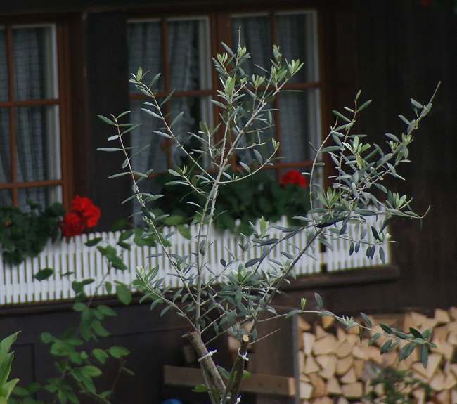 DSC02334-1.jpg