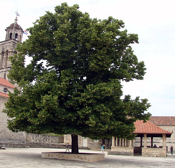 groe_Linde_550.jpg