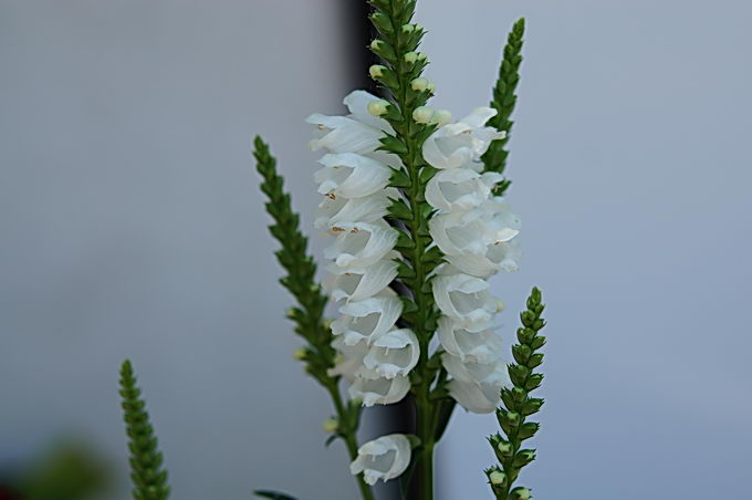 DSC07365-1.jpg
