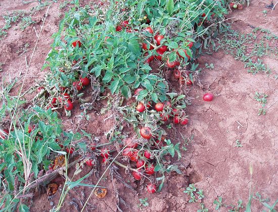 verfaulende_Tomaten_2.jpg