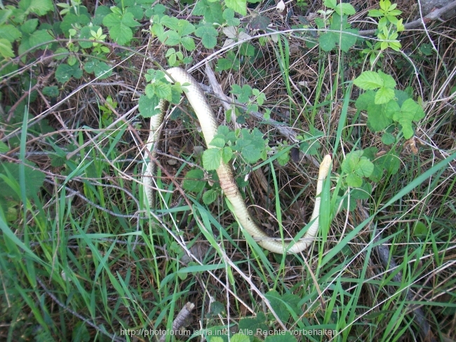 100_4229mittel.jpg