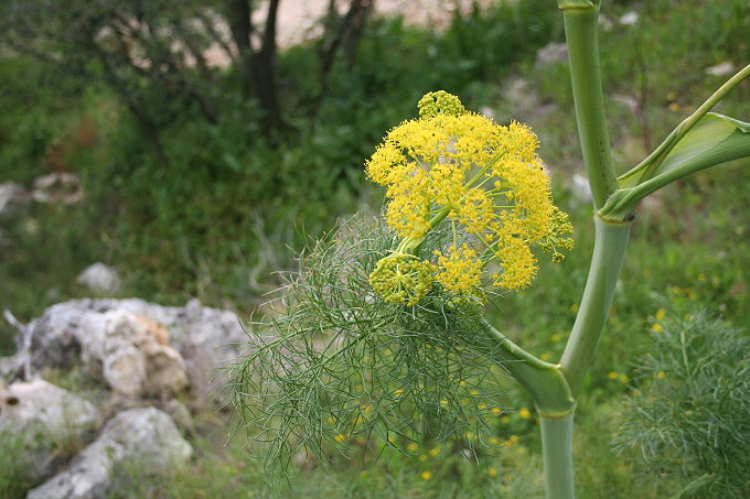 Vela_Luka_11.4.08_044_680.jpg