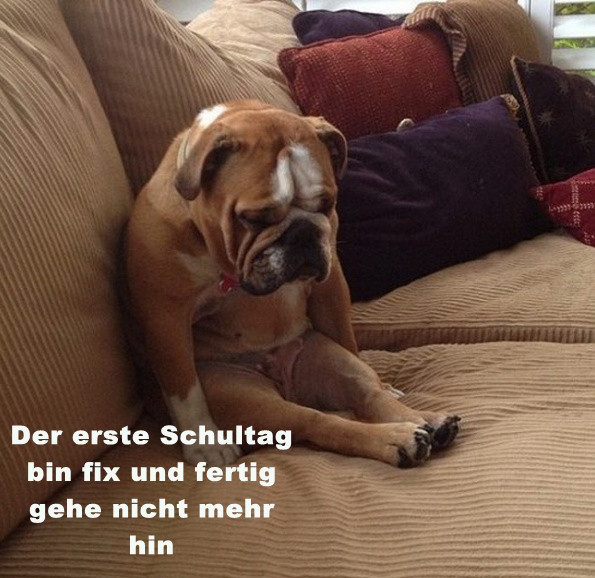 Hund.jpg