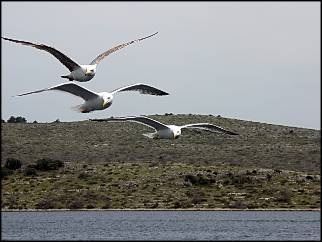 PICT5488-1.jpg