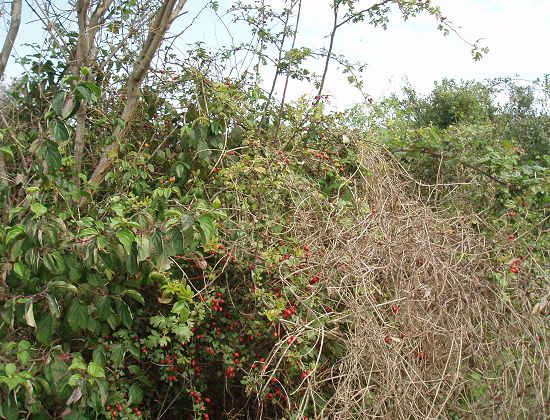 Vogelbeeren2.jpg
