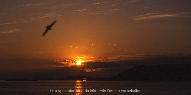 Sonnenuntergang_mit_Vogel.jpg