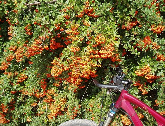 Vogelbeeren1.jpg