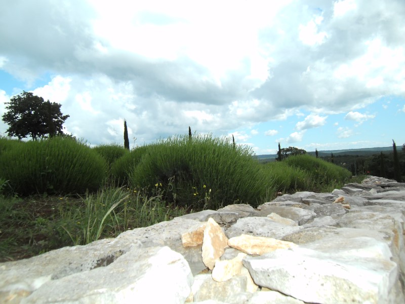 Aromagarten_0015_Andere.jpg