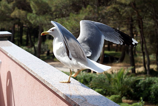 DSC07802-1.jpg