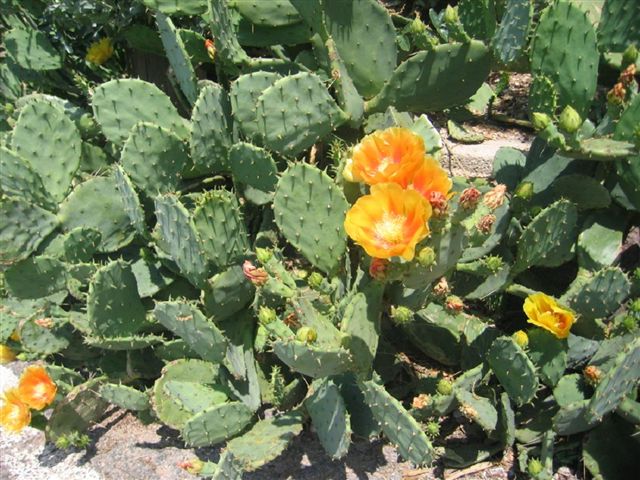 Baska_Mai_2007_058.jpg