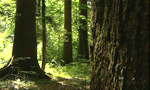 0805_ada_urwald1.jpg