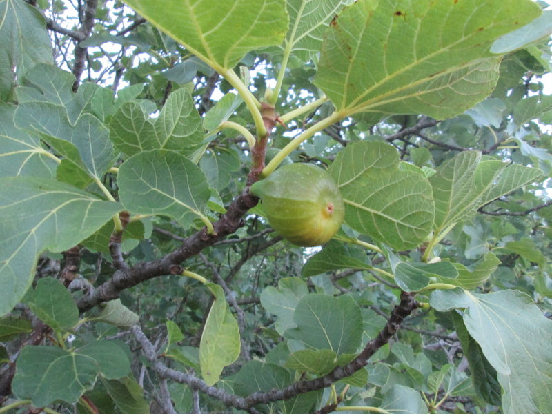 29505482ip.jpg