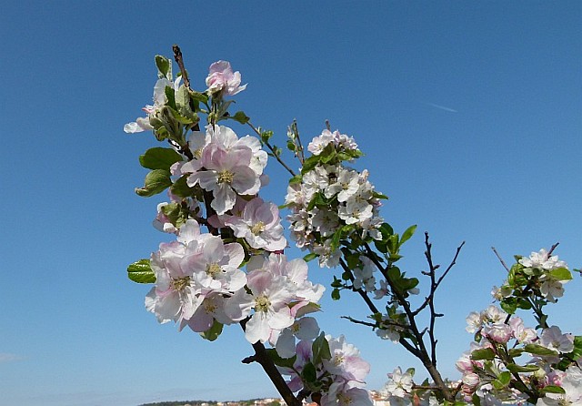 P1160286_klein.jpg