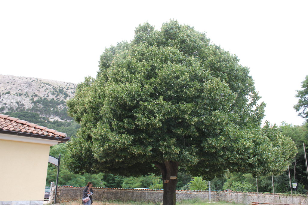 33134774qt.jpg