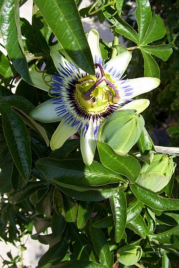 04_Passionsblume.JPG