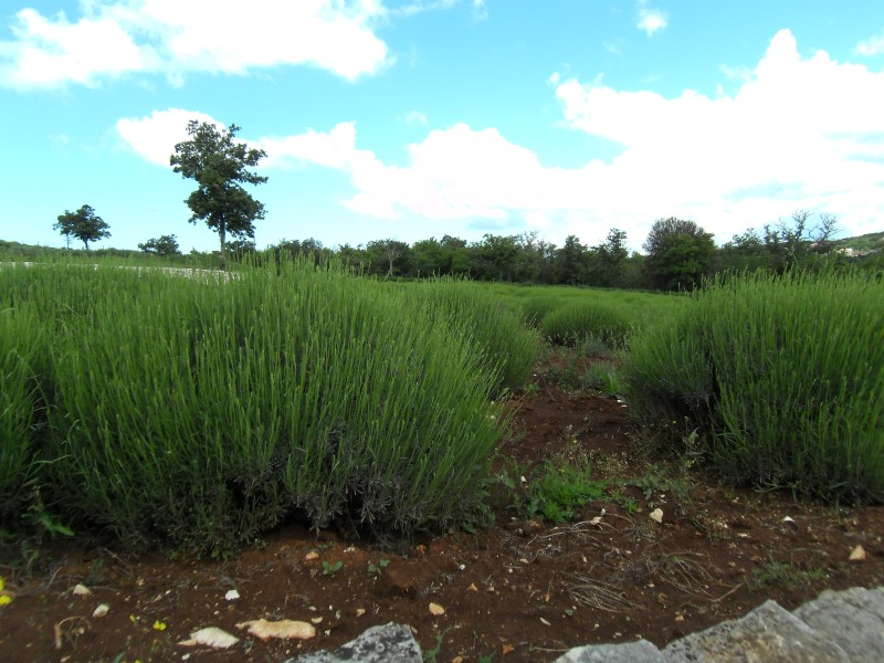Aromagarten_0005_Andere.jpg
