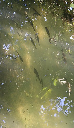 NATIONALPARK_KRKA_IMG_0665a.jpg