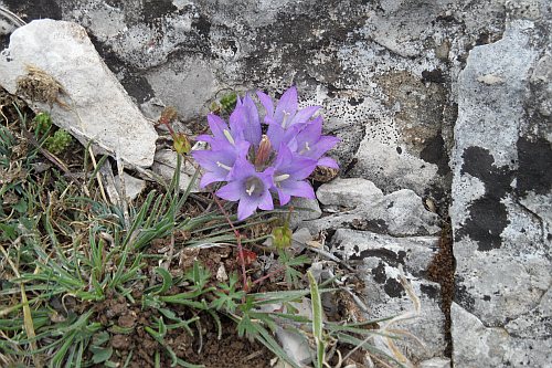 109_Wanderung_Vidova_Gora_Blaue_Blume.jpg