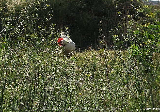 HALBINSEL_LOPAR_068_2008IMG_4438a.jpg