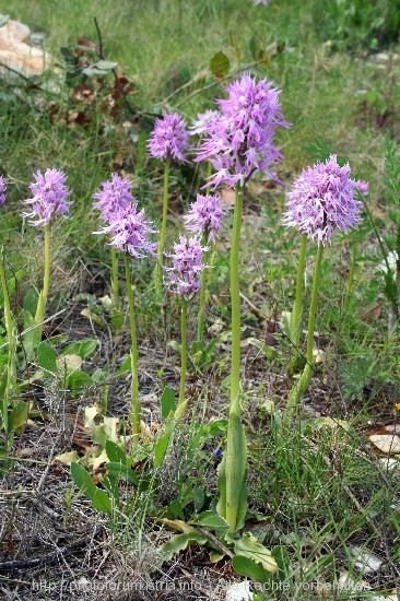 1_NM_8.4.08_Orchideen_Nevio_016_3.jpg