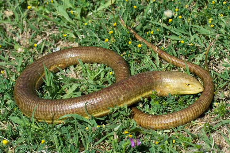 SHeltopusik.jpg