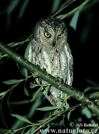scops-owl-298.jpg
