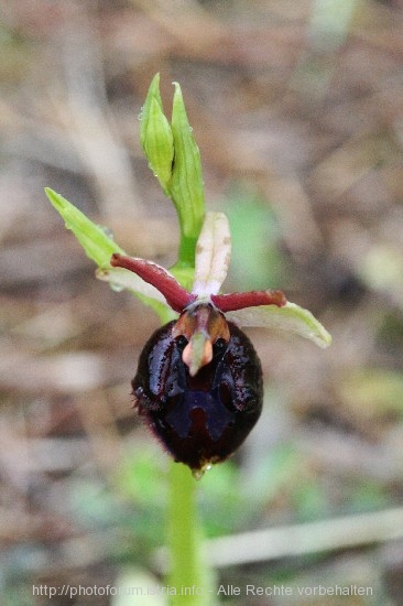 S_8.4.08_Orchideen2_Nevio_062Augen_rr.jpg