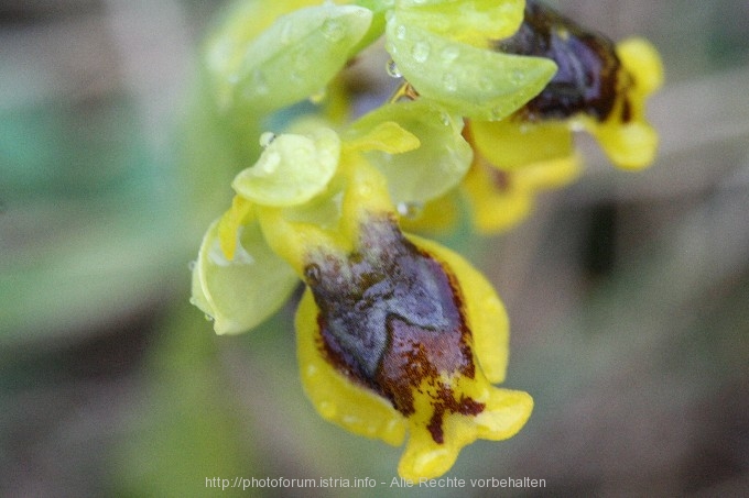7_FG_8.4.08_Orchideen2_Nevio_034.jpg