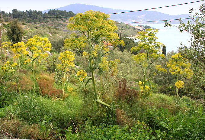 Vela_Luka_11.4.08_051_680.jpg