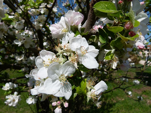 P1160096_klein.jpg