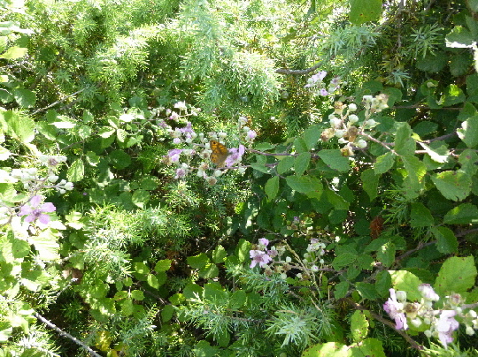 P10804243.jpg