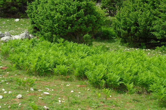132_Farne_im_Waldgebiet_Fruga.jpg