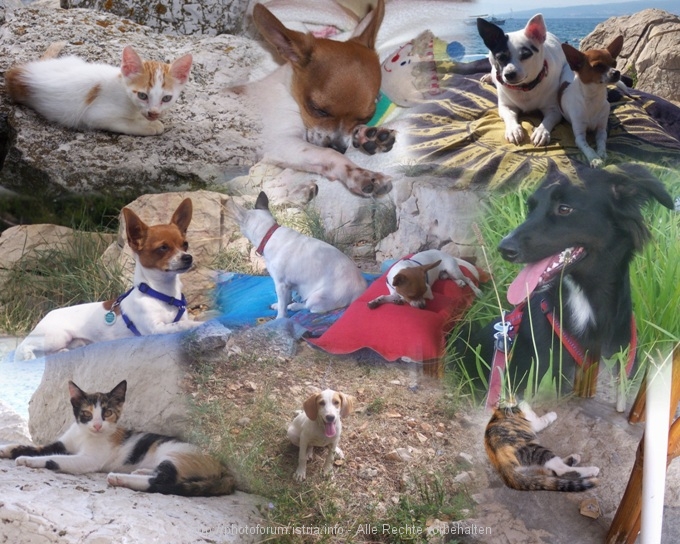 Richard_2_AutoCollage_9_Imagesftg.jpg